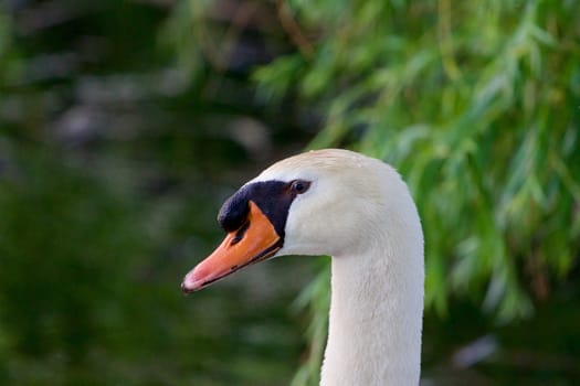 The portrait of the mute swan