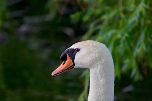 The mute swan is thinking about something