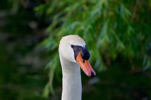 The strong male mute swan