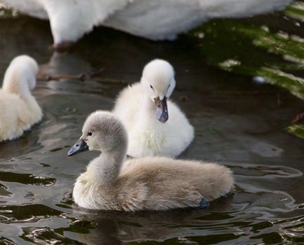 Cute young mute swans are swimming in the lake on the evening