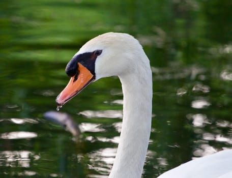 The mute swan seems to be unsure