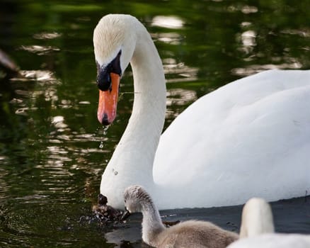 The mute swan is helping its children to get the food