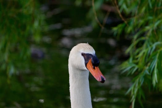 The mute swans close-up on the background of the leaves