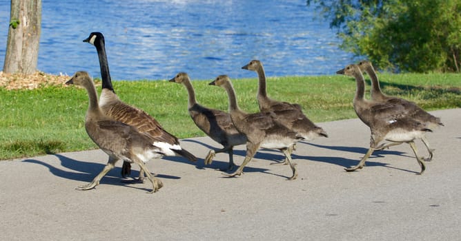 The young cackling geese are running across the road