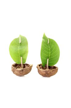 two cockleshell from a walnut shell with leaf sails on a bright background