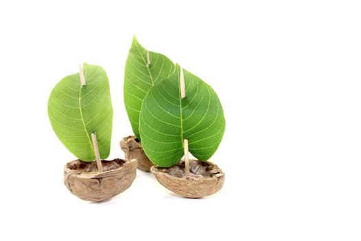 three cockleshell from a walnut shell with sails on a bright background