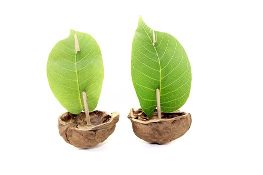 two cockleshell from a walnut shell with sails on a bright background