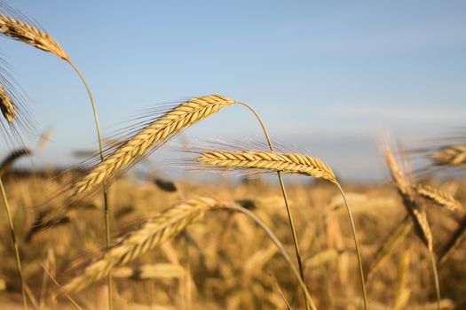 Golden ears of wheat on the field, against a blue sky