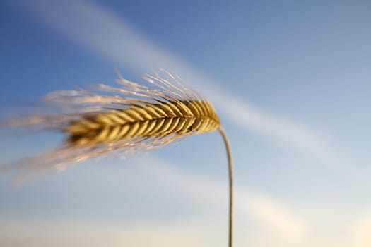 Close up of golden wheat ear in summertime, against a blue sky

