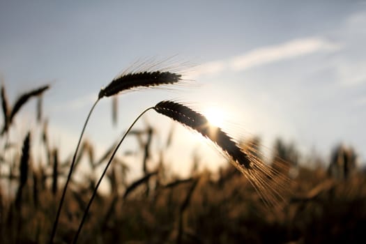 Golden ears of wheat on the field, against sunset