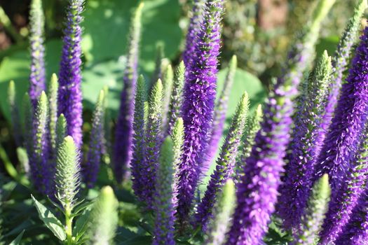 Close up of Blooming Salvia purple flowers in summer 