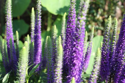 Close up of Blooming Salvia purple flowers in summer 