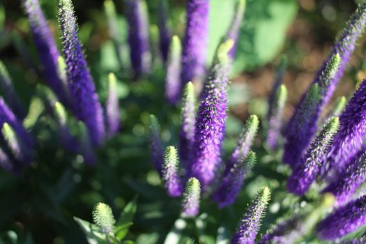 Close up of Blooming Salvia purple flowers in summer 