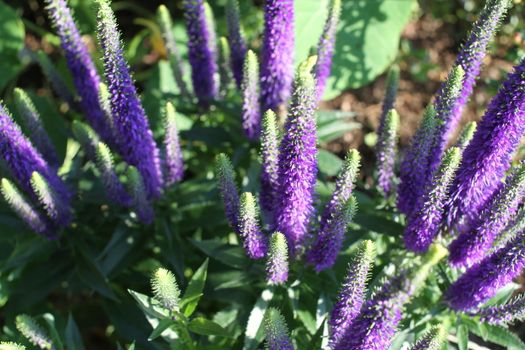 Close up of Blooming Salvia purple flowers in summer 