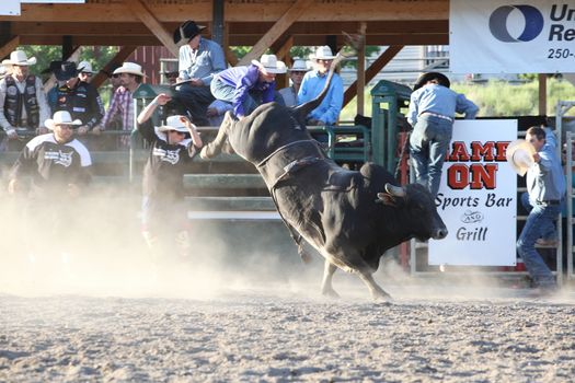 MERRITT, B.C. CANADA - May 30, 2015: Bull rider riding in the final round of The 3rd Annual Ty Pozzobon Invitational PBR Event.