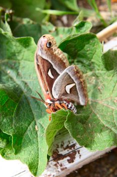 Butterfly sitting on green leaves ontop of wood pile