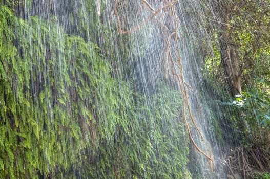 Closeup detail of streaks of water falling from tropical plant covered cliff in jungle
