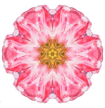 Flower mandala isolated on white background