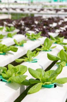 Hydroponics vegetable farm background