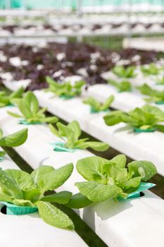 Hydroponics vegetable farm background
