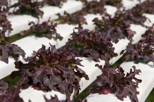 Hydroponics vegetable farm,close up of Frillie Iceburg Lettuce,Green Oak Lettuce