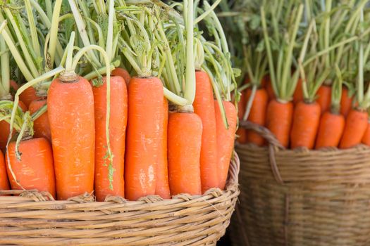 fresh carrots in basket
