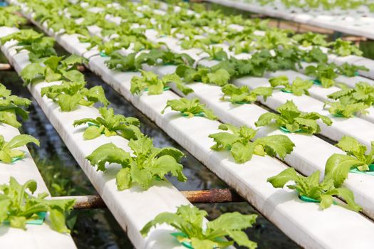 Hydroponics vegetable farm background