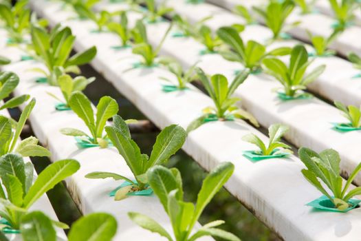Hydroponics vegetable farm background
