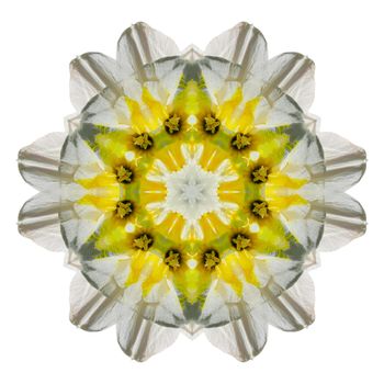 Flower mandala isolated on white background