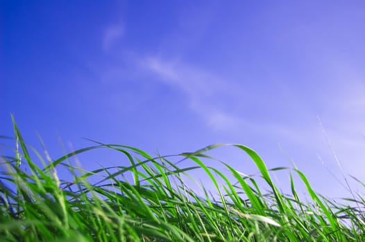 Blue sky and grass conceptual image. Grass against blue sky.