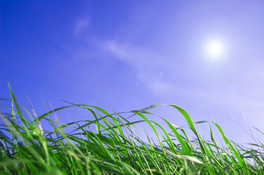 Blue sky and grass conceptual image. Grass against blue sky.