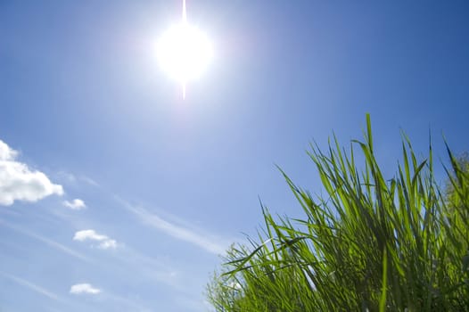 Blue sky and grass conceptual image. Grass against blue sky.