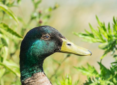 close up profile of male mallard duck head