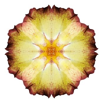 Flower mandala isolated on white background