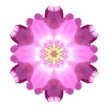 Flower mandala isolated on white background