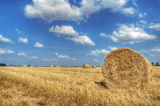 Field and sky. Sheaves in the field.