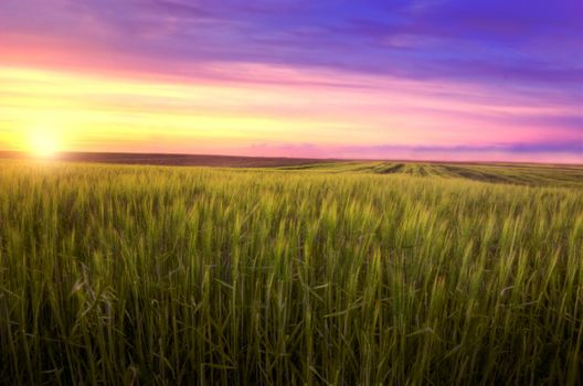 Rural landscape. HDR picture of sundown over the green field at summer.