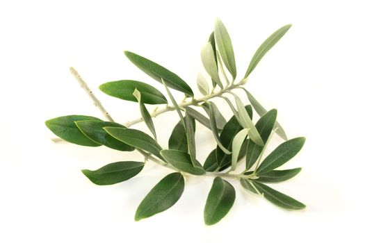 green olive branches on a bright background