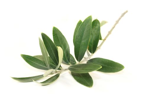 green olive branches on a bright background
