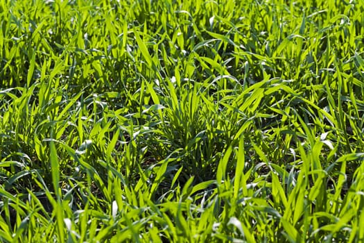  field on which grows ripe wheat. Autumn. Close-up.