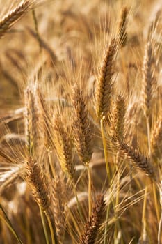  the ripened ears of cereals photographed by a close up