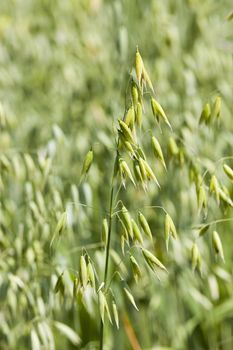   oats ears in the field, close up shot.
