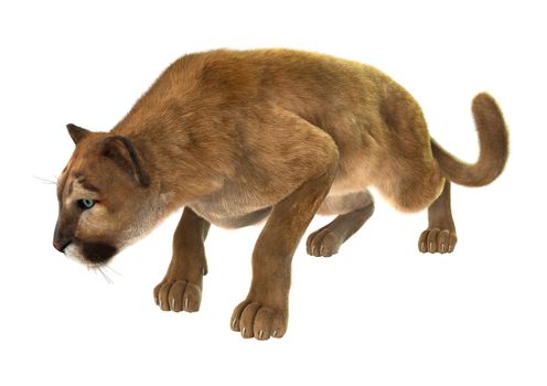 3D digital render of a big cat puma hunting isolated on white background