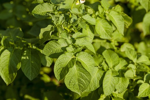   green young leaves of potato. Close up.