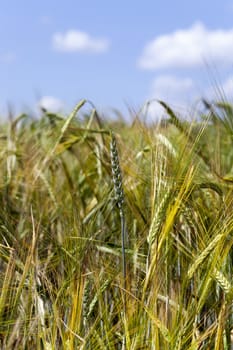  Green rye spikes. Close up. Blue sky.