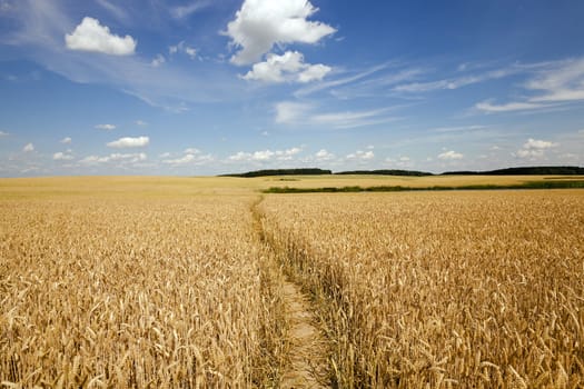   the small trodden footpath in an agricultural field