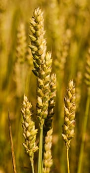   ripe ripened wheat. Filmed close up shot.