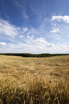  Agricultural field on which grow ripe wheat.