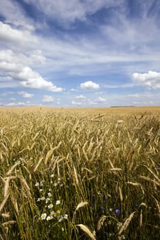  an agricultural field on which grows green unripe cereals