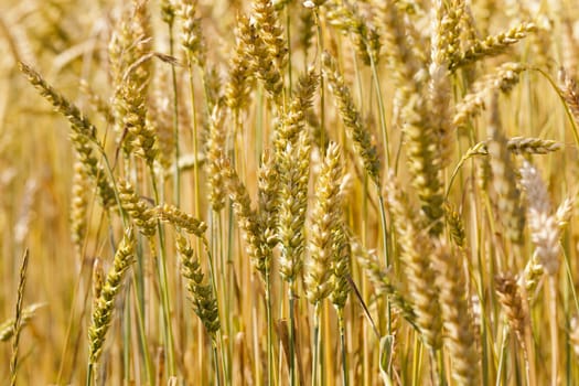   the ripened ears of cereals photographed by a close up